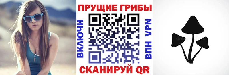 купить   Славянск-на-Кубани  Псилоцибиновые грибы Psilocybe 